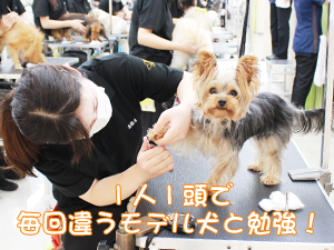 学校のモデル犬を１年生がトリミング！